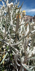 Senecio mairetianus