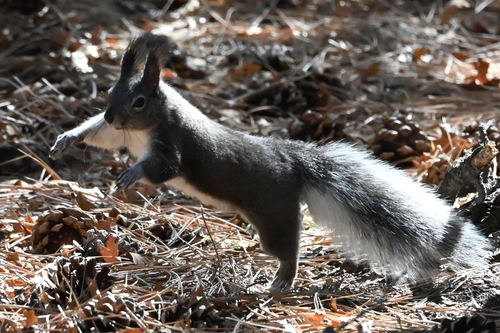Abert's Squirrel observed by cathyp