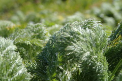 Leptinella plumosa