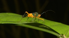 Paryphes