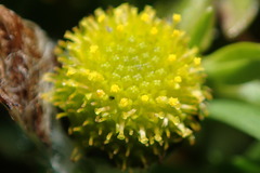 Leptinella plumosa