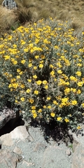 Senecio mairetianus