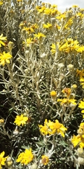 Senecio mairetianus