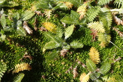 Leptinella plumosa