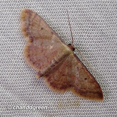 Idaea impexa