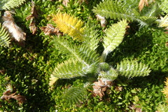 Leptinella plumosa