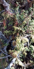 Juniperus monticola