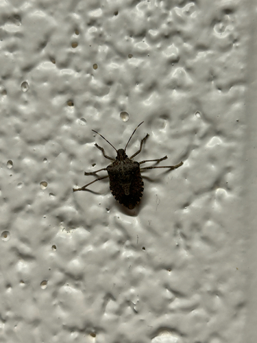 Brown Marmorated Stink Bug