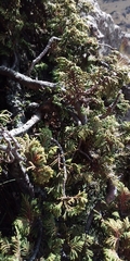 Juniperus monticola