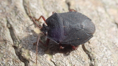 Macropygium reticulare