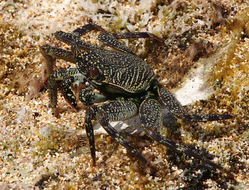 Thin-shelled Rock Crab, photo 9 of 9