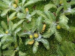 Leptinella plumosa
