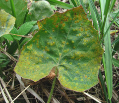 Puccinia poarum