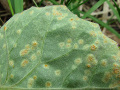 Puccinia poarum