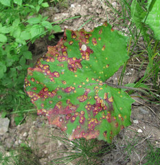 Puccinia poarum