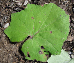 Puccinia poarum