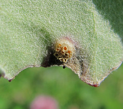 Puccinia poarum