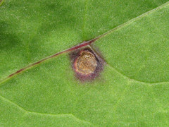 Puccinia poarum