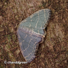 Lophophleps triangularis