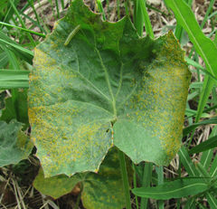 Puccinia poarum