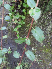 Muehlenbeckia tamnifolia, photograph (c) Eric Schmidt, some rights reserved (CC BY)