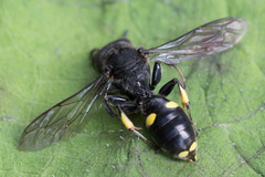 Ectemnius nigritarsus