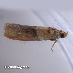 Ptyomaxia swinhoeella