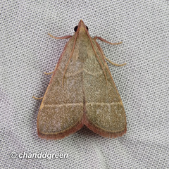 Hypsopygia nonusalis