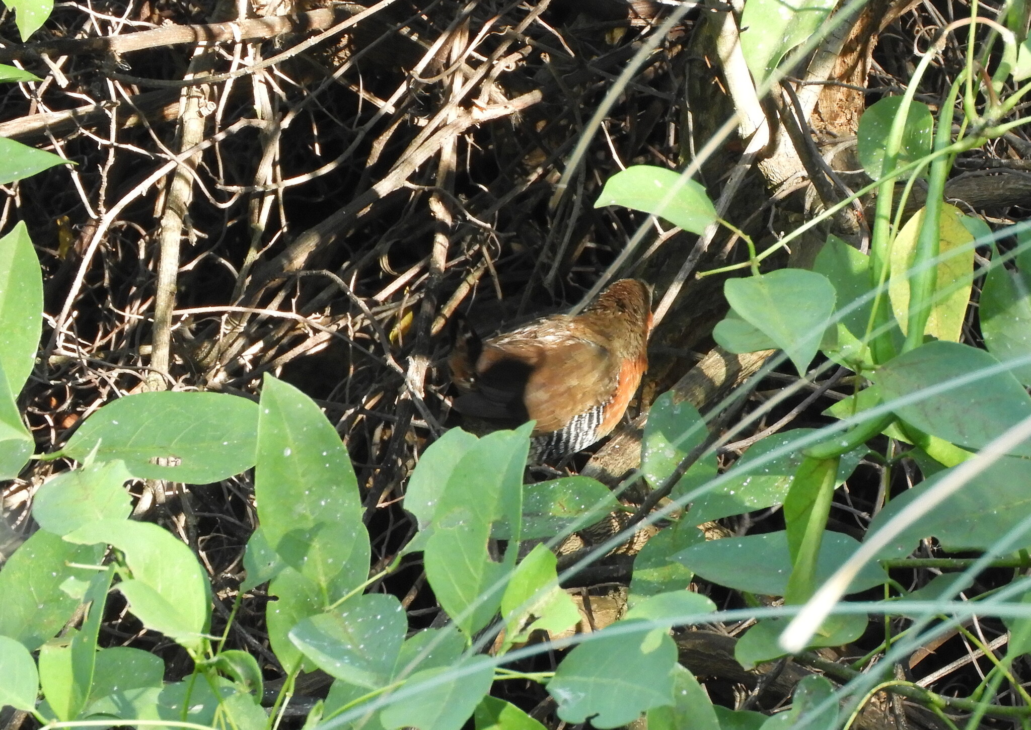 Rufous-sided Crake (Laterallus melanophaius), photo 2