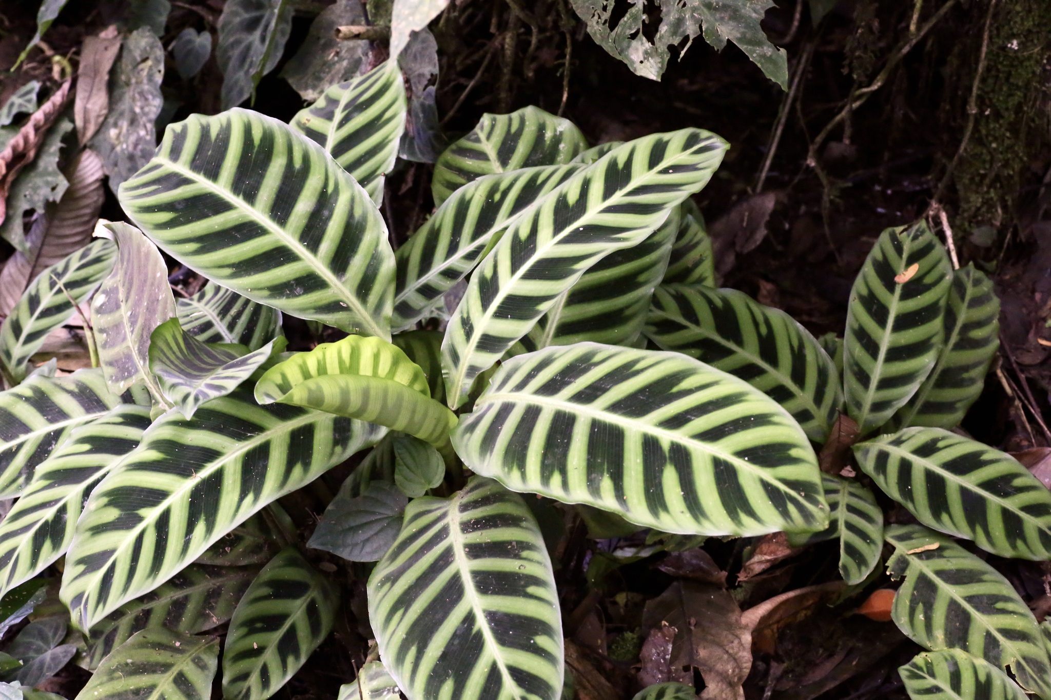 Zebra Plant (Goeppertia zebrina)