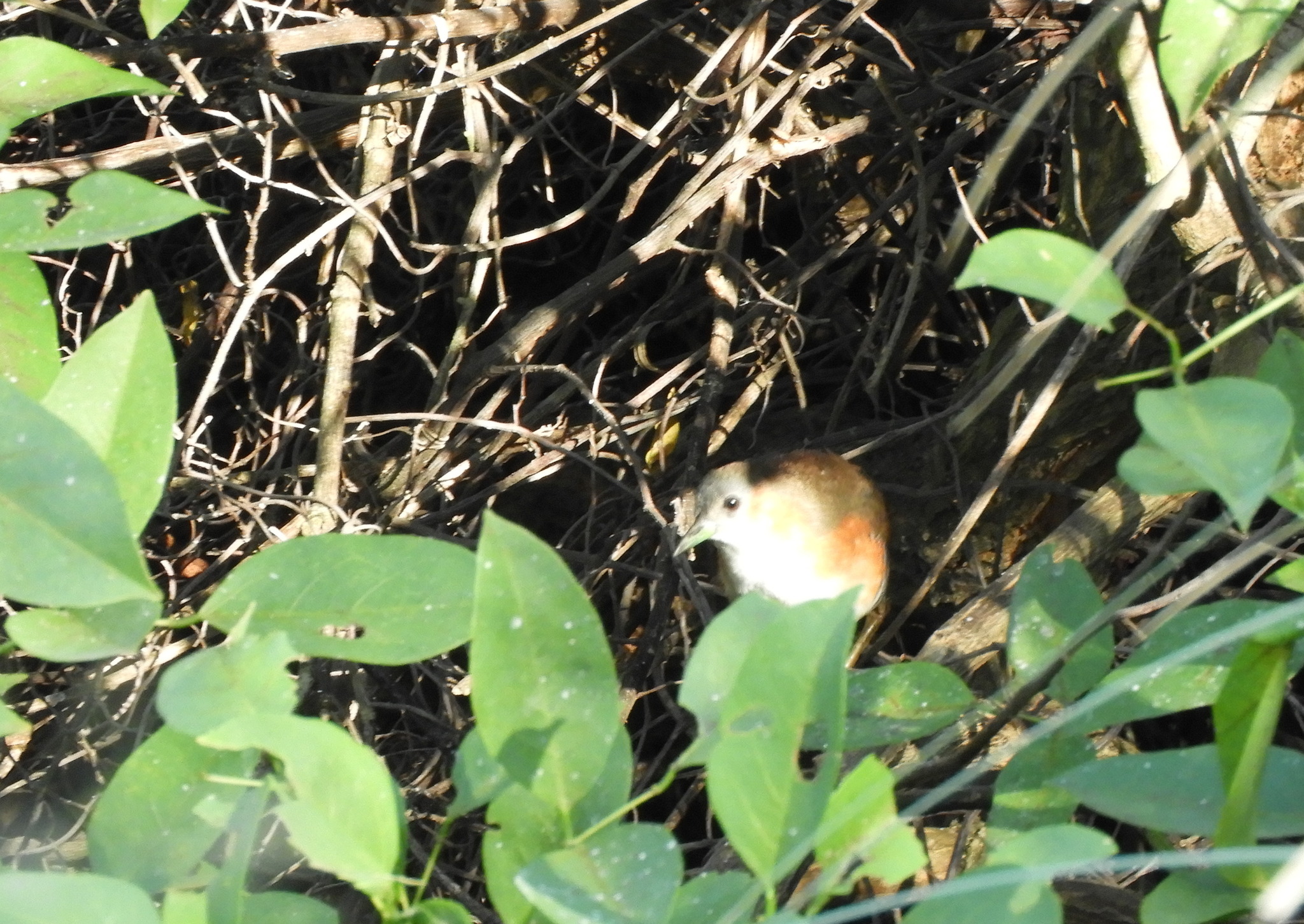 Rufous-sided Crake (Laterallus melanophaius), photo 4