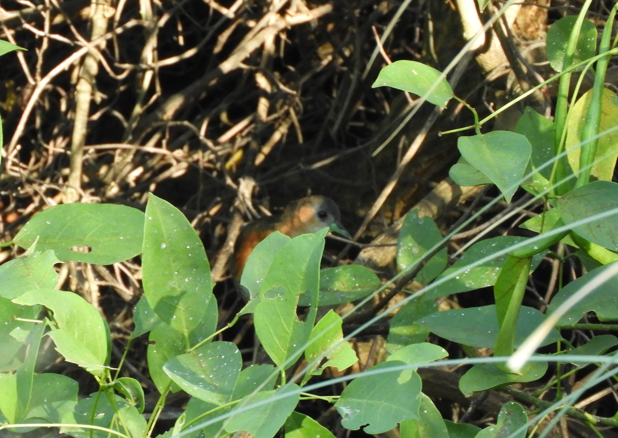 Rufous-sided Crake (Laterallus melanophaius), photo 3