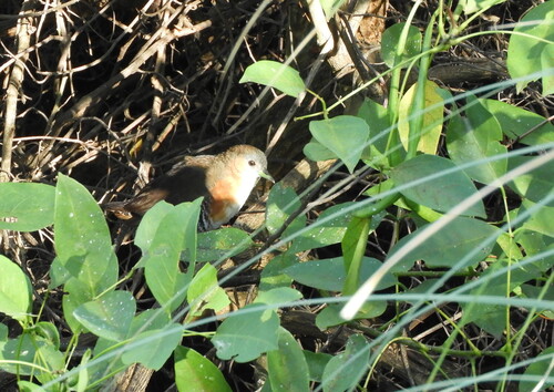 Rufous-sided Crake (Laterallus melanophaius)