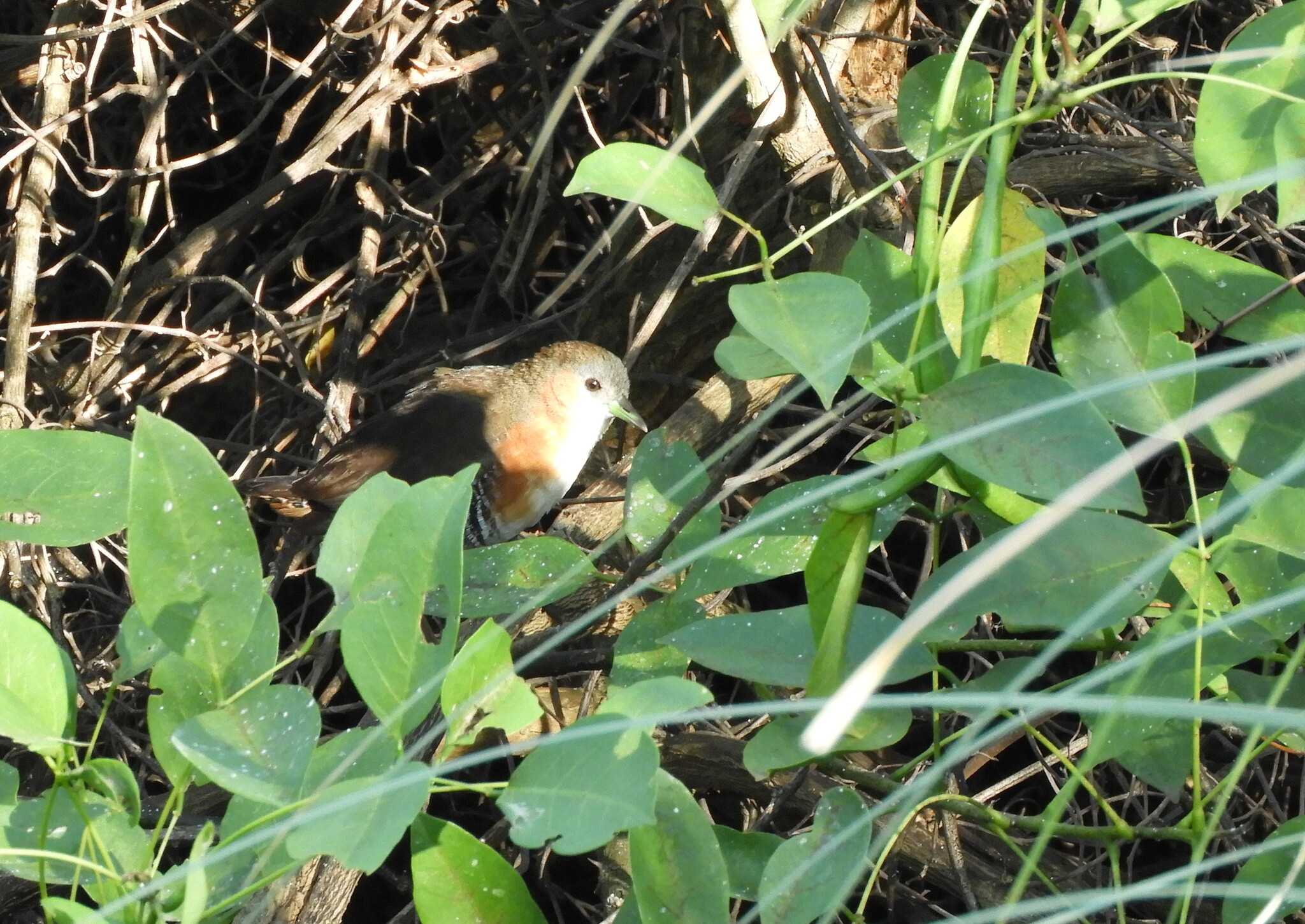 Rufous-sided Crake (Laterallus melanophaius), photo 1