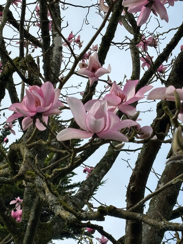 Campbell's Magnolia (Magnolia campbellii)