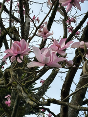 Magnolia campbellii, photograph (c) Jose Gutierrez Higa, some rights reserved (CC BY)