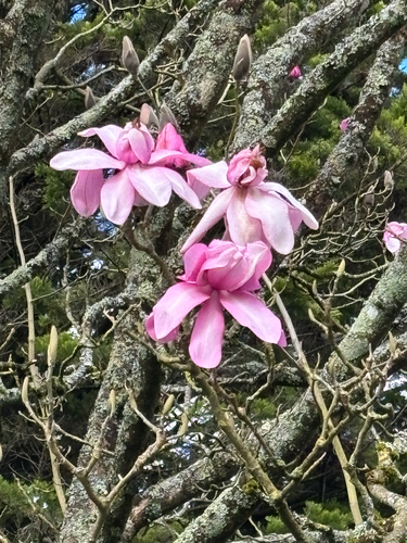Magnolia campbellii, photograph 3