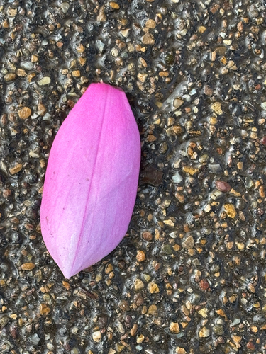 Magnolia campbellii, photograph 4
