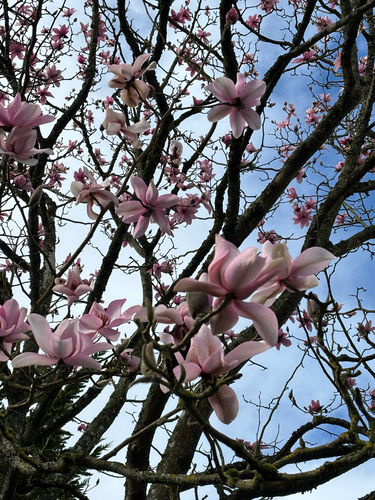 Magnolia campbellii, photograph 6