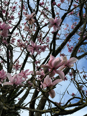 Magnolia campbellii, photograph (c) Jose Gutierrez Higa, some rights reserved (CC BY)
