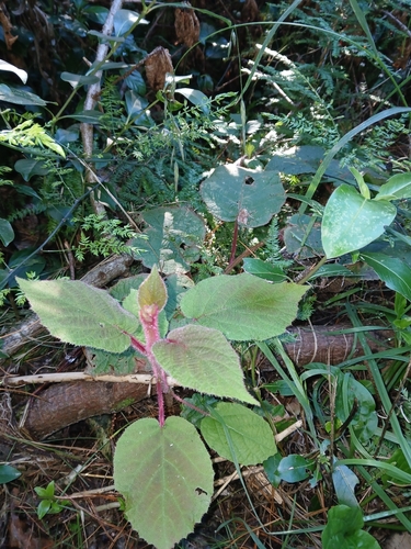 Chinese gooseberry (Actinidia chinensis)