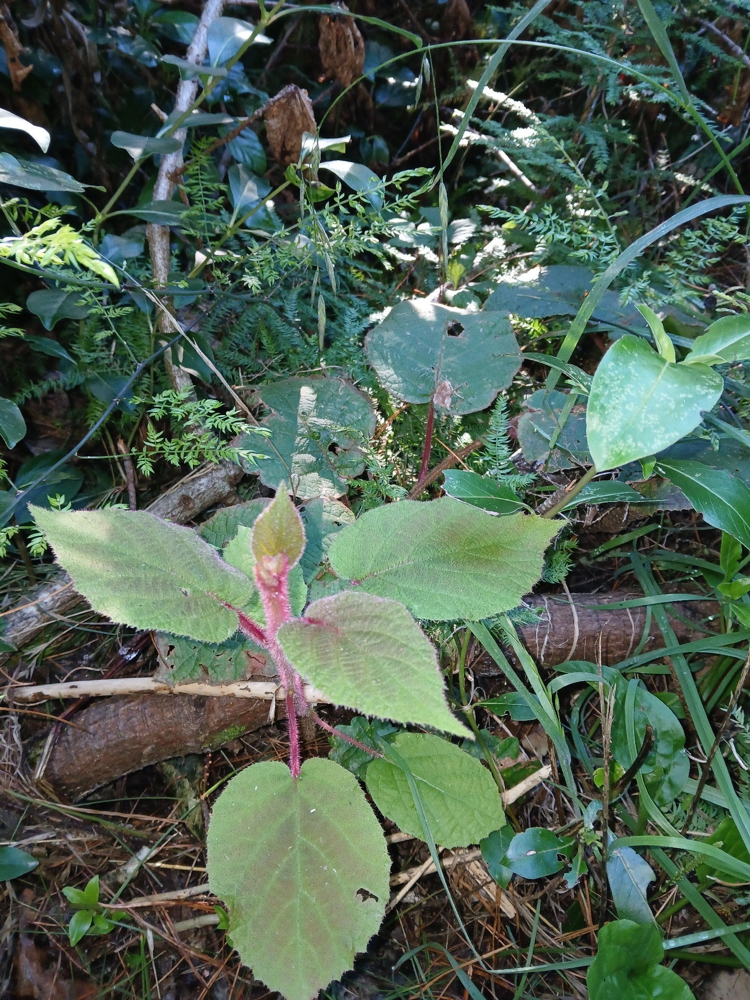 Chinese Gooseberry (Actinidia chinensis)