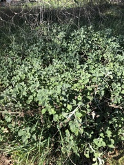 Marrubium vulgare