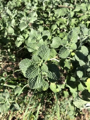 Marrubium vulgare