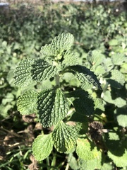 Marrubium vulgare