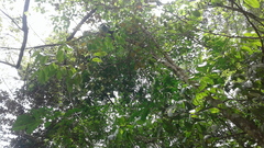 Paramachaerium gruberi