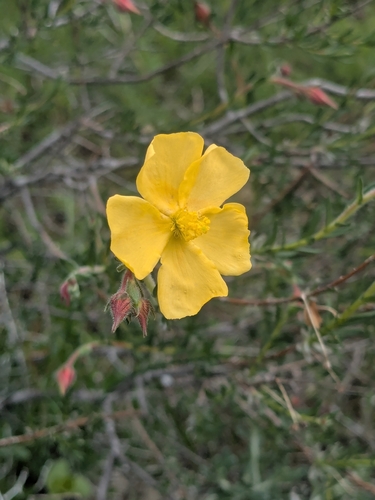Fumana arabica (Fumana arabica)