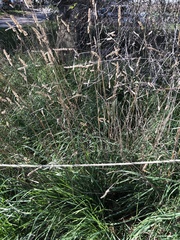 Poaceae