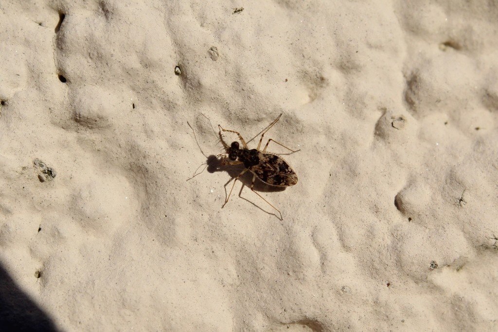 Marmorated leptopodid