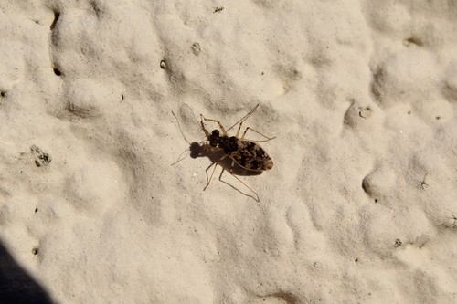 Marmorated leptopodid